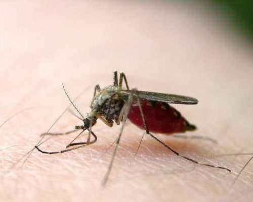 渝中区蚊子防治